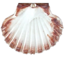 shell-inverted-even-smaller